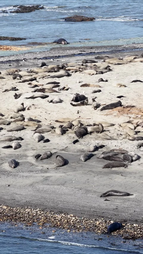 Elephant seals migrating and resting on Ano Nuevo Beach in California aerial Stock Footage 330984184