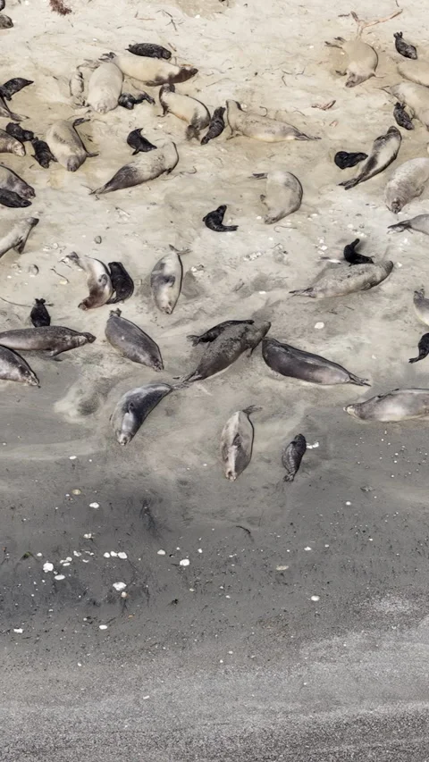 Elephant seals migrating and resting on Ano Nuevo Beach in California aerial Stock Footage 330984191