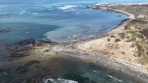 Elephant seals migrating and resting on Ano Nuevo Beach in California aerial Stock Footage 330984216