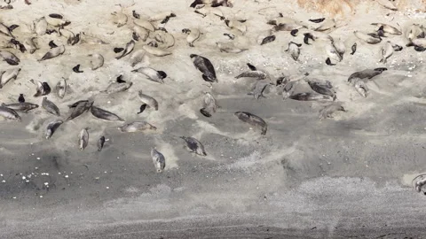 Elephant seals migrating and resting on Ano Nuevo Beach in California aerial Stock Footage 330984276