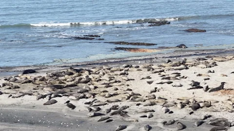 Elephant seals migrating and resting on Ano Nuevo Beach in California aerial Stock Footage 330984301