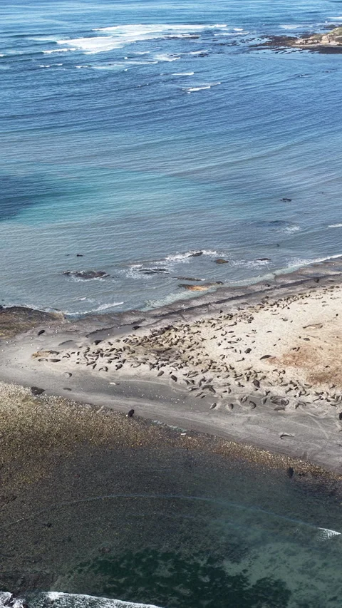Elephant seals migrating and resting on Ano Nuevo Beach in California aerial Stock Footage 330984396