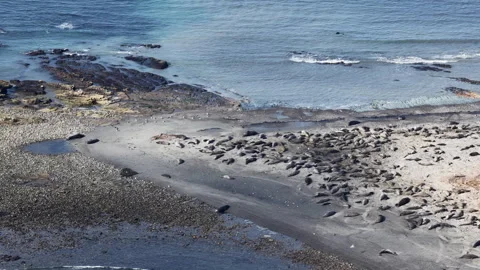 Elephant seals migrating and resting on Ano Nuevo Beach in California aerial Stock Footage 330984429
