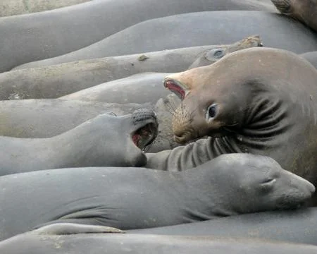 Elephant seals Stock Photos