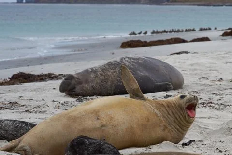 Elephant Seals Stock Photos
