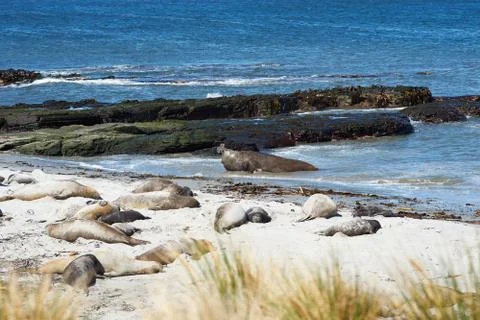Elephant Seals Stock Photos