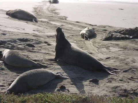 Elephant Seals 스톡 사진
