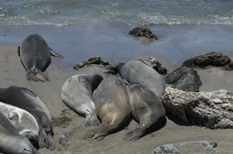 Elephant Seals 写真素材