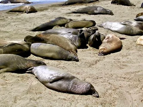 Elephant Seals Stock Photos