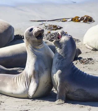 Elephant Seals Foto stock