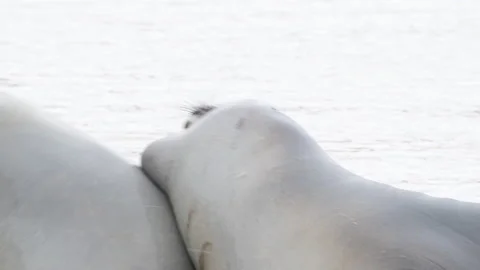 Elephant Seals pup close up Stock Footage 171950995