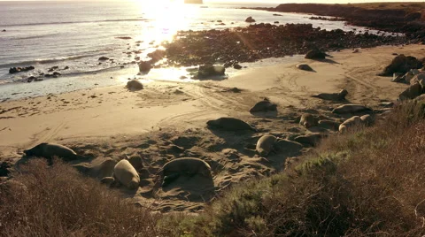 Elephant Seals Relaxing on Beach Vídeo Stock 46160833