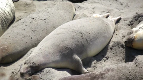 Elephant Seals Rest In Sun On Beach Stock-Footage 38223333