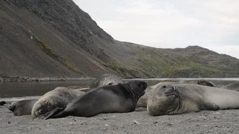Elephant Seals Resting on Antarctic Beach 4k Footage Stock Footage 338259086
