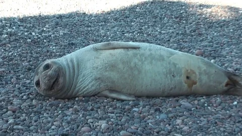 Elephant seals resting on the beach Stock Footage 72197492