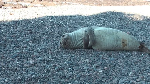 Elephant seals resting on the beach Stock Footage 72200183