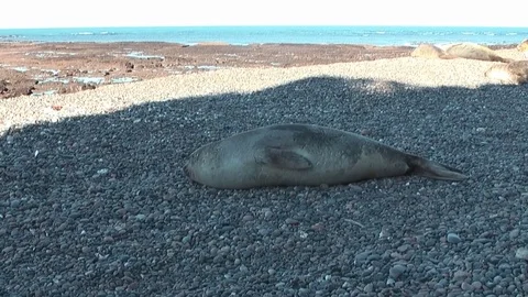 Elephant seals resting on the beach Stock Footage 72202353