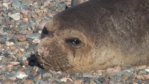 Elephant seals resting on the beach Stock Footage 72232423