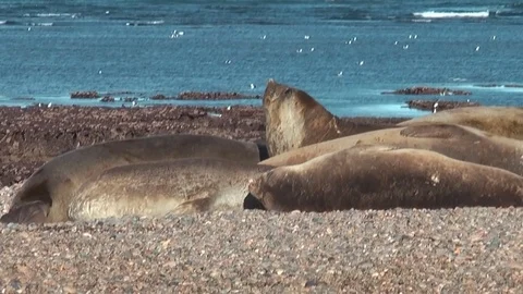 Elephant seals resting on the beach Stock Footage 72232456