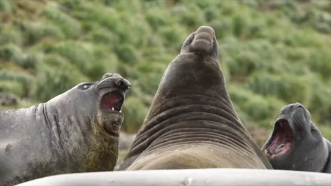 Elephant Seals Roaring Aggressive Interaction Telephoto Lens 4k 스톡 동영상 338259170