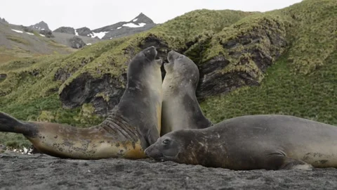 Elephant Seals Roaring on Antarctic Beach 4k Wildlife Video Stock Footage 338259161