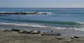 Elephant Seals in San Piedras Blancas Rookery in San Simeon California 4k or 4k+ Resolution
