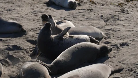 Elephant Seals in the sand Stock Footage 99724867