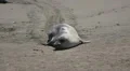 Elephant Seals Slow Motion 96fps 01 Baby Seals Pacific Coast California HD Footage