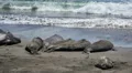 Elephant Seals Slow Motion 96fps 06 Pacific Coast California HD Footage