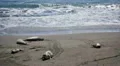 Elephant Seals Slow Motion 96fps 07 Pacific Coast California HD Footage
