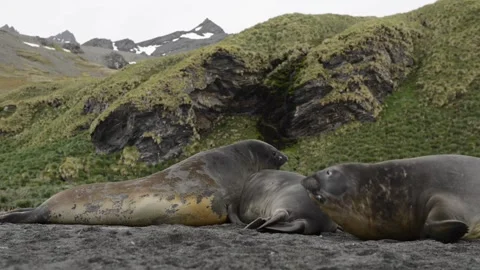 Elephant Seals Sparring on Antarctic Beach 4k Wildlife Video Stock Footage 338259098