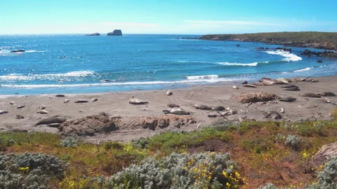 Elephant Seals, Sun Bathing On The Beach Camera Moves Right To Left Vídeo Stock 346112255