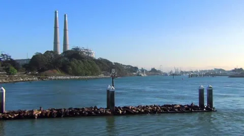 Elephant seals V1 Stock Footage 12409707