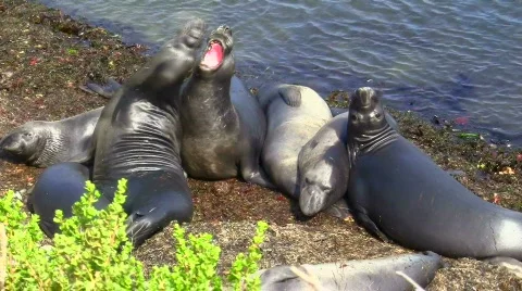 Elephant seals V1 - HD Stock Footage 779216