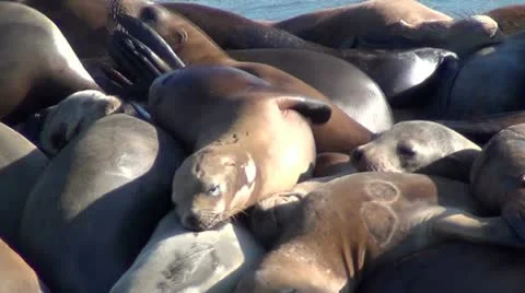 Elephant seals V10 Stock Footage 12408748