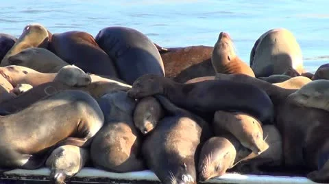 Elephant seals V11 - HD Stock Footage 12408688
