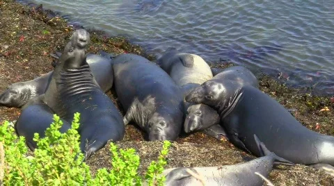 Elephant seals V2 - HD Stock Footage 779193