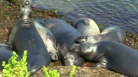 Elephant seals V3 - HD Stock Footage 779156