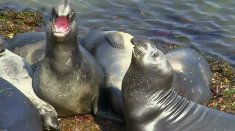 Elephant seals V4 - HD Stock-Footage 779145