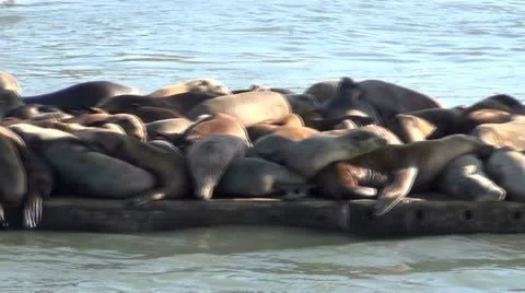 Elephant seals V5 Stock Footage 12409288