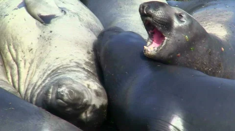 Elephant seals V5 - HD Video stock 779131