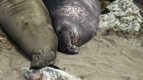 Elephant seals V7 - HD Stock-Footage 779093