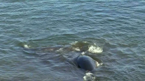 Elephant seals V8 - HD Stock Footage 779121