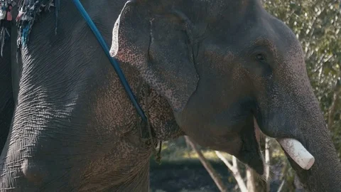 Elephant with a seat on the back close-up Stock Footage 73646400