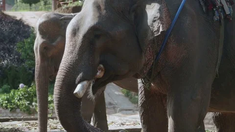 Elephant with a seat on the back close-up Stock Footage 73646802