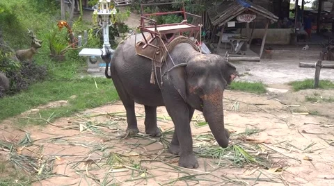 Elephant with seat on his back  Stock-Footage 48531293