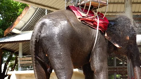 Elephant with a seat in the shower. Stock Footage 48571501