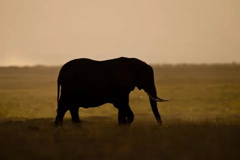 Elephant seen backlit Stock Photos