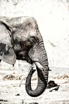 Elephant seen in profile Stock Photos