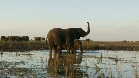 Elephant sensing Stock Footage 485993